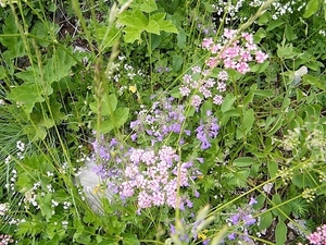 2017_06_25 Leysin 044