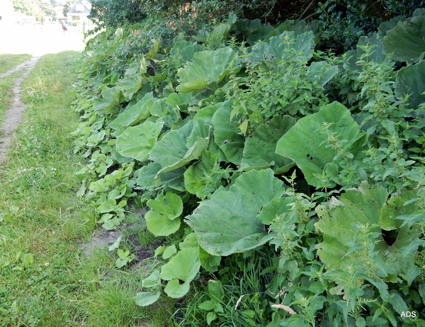 31-DSCN4972