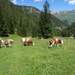 3 Griezbach Alm _DSC00128