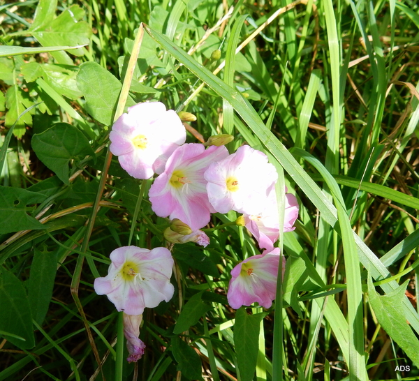 31-DSCN5101