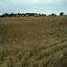 Hor (13)