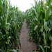 29-DSCN5207