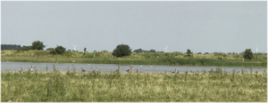 Vogelreservaat