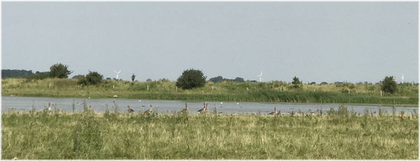 Vogelreservaat