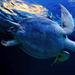 achtergrond-foto-van-een-schildpad-onderwater