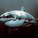 foto-van-een-grote-gevaarlijke-witte-haai-hd-haaien-wallpaper