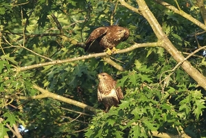 Buizerd