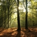 forest-4602209_960_720