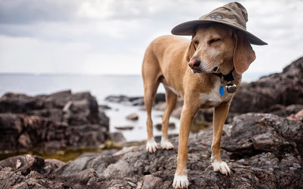 photo-dog-with-cute-hat-hd-dogs-wallpapers