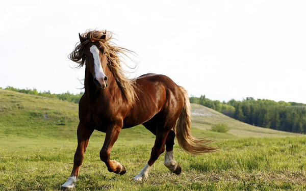 wallpaper-of-a-beautiful-brown-horse-on-the-grass-hd-horses-backg