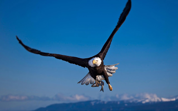 wallpaper-of-a-flying-eagle-high-in-the-air-stretching-his-wings