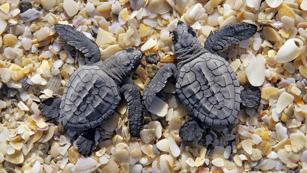 hd-turtles-backgrounds-two-little-young-black-turtles-on-the-beac