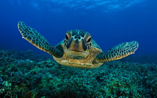 hd-turtle-wallpaper-with-a-swimming-turtle-underwater-hd-turtles-