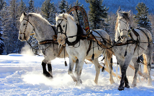hd-wallpaper-of-white-horses-running-through-the-snow-in-the-wint