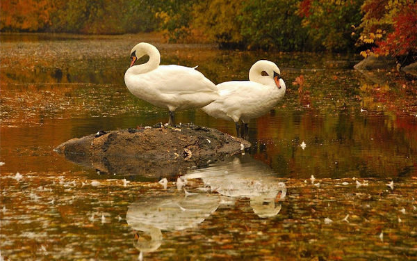 hd-white-swans-wallpaper-with-two-white-swans-standing-in-the-wat