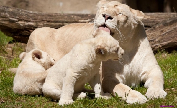 white-lions-family_1838267284