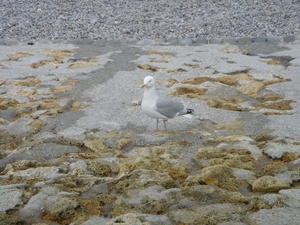 2008 TURKIJE NORMANDIE 362