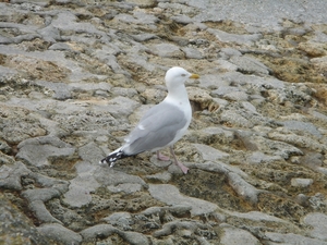 2008 TURKIJE NORMANDIE 365