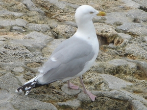 2008 TURKIJE NORMANDIE 368