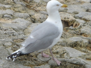 2008 TURKIJE NORMANDIE 369