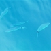2017_09_13 Kroatie 071