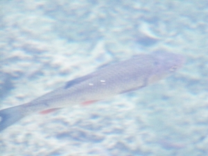 2017_09_17 Kroatie 018