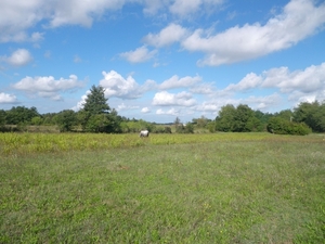 IMGP0363