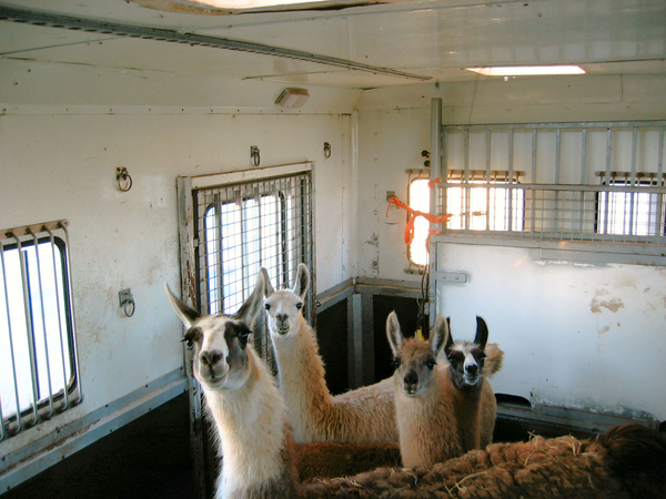 4 Lama's