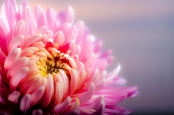 chrysanthemum-autumn-pink-64257