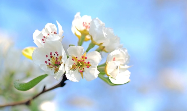pear-blossoms-pear-tree-spring-blossom-163780
