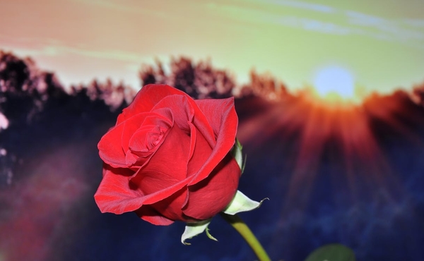 rose-red-flower-37643
