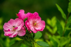 rose-the-wild-flower-powder-46192