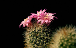 Cactus_Flowers