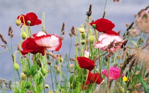Poppy_flowers_wild_meadows_background_images