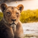 lion-2263345_960_720