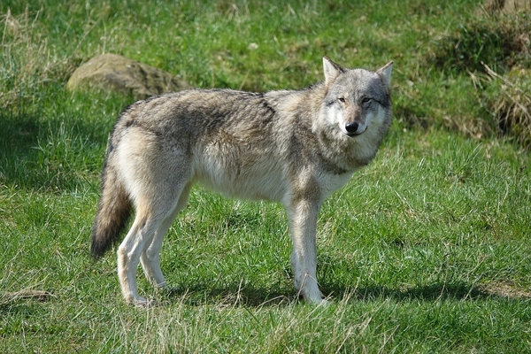 wolf-2239729_960_720