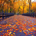 foto-park-bezaaid-met-herfstbladeren-hd-herfst-achtergrond-wallpa