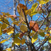 herfst-wallpaper-met-gele-herfstbladeren-aan-de-boom