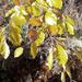 foto-van-een-tak-met-gele-herfstbladeren-en-een-slootje