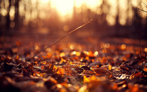 herfst-wallpaper-met-herfstbladeren-op-de-grond-en-een-opkomende-