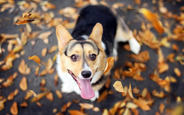 achtergrond-van-een-hond-en-herfstbladeren