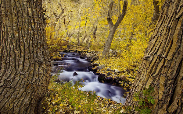 foto-van-een-riviertje-en-bomen-met-gele-herfstbladeren-hd-herfst