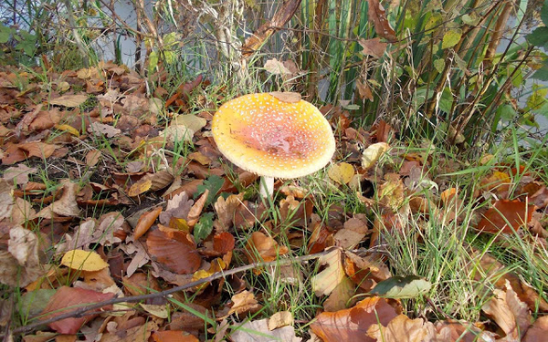 herfst-achtergrond-met-een-paddenstoel-tussen-de-herfstbladeren