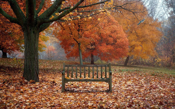 herfst-wallpaper-met-een-bankje-in-het-park-en-bomen-met-herfstbl