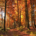 hd-herfst-achtergrond-met-herfst-in-het-bos-met-overal-herfstblad