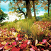 hd-herfst-achtergrond-met-rode-en-gele-herfstbladeren-op-de-grond