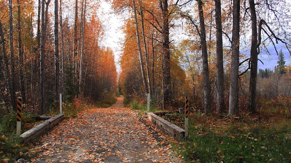 hd-herfst-achtergrond-met-een-pad-met-bomen-en-veel-herfstbladere