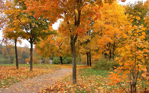 hd-herfst-in-het-park-met-bomen-en-herfstbladeren-achtergrond-her