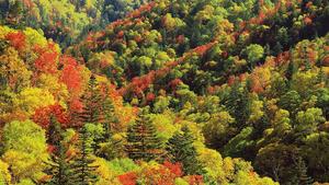 hd-herfst-wallpaper-met-een-bos-en-bomen-met-herfstbladeren-achte
