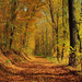 hd-herfst-wallpaper-met-een-pad-door-het-bos-tijdens-de-herfst-ac